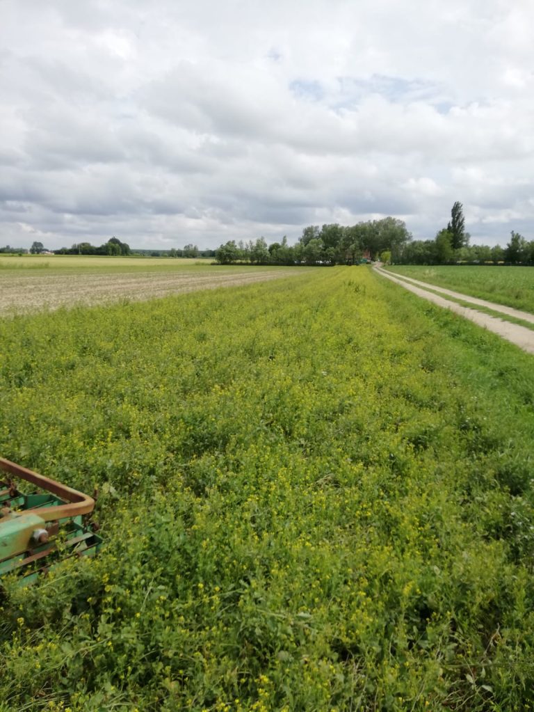 1001816 PROGETTO CONAPI TRAVERSO MATTEO 768x1023