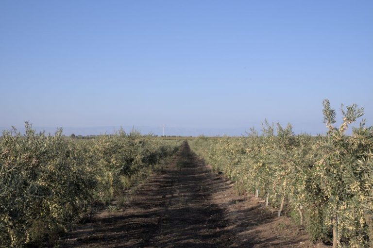 DSC04082 DclM19 r 768x511