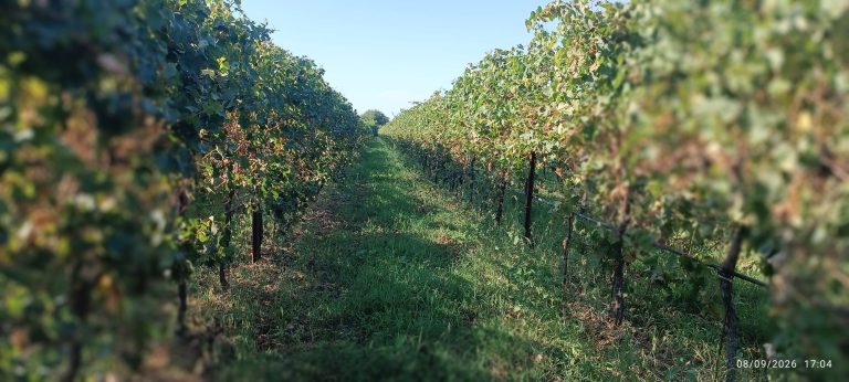 02 foto vigneto 768x346